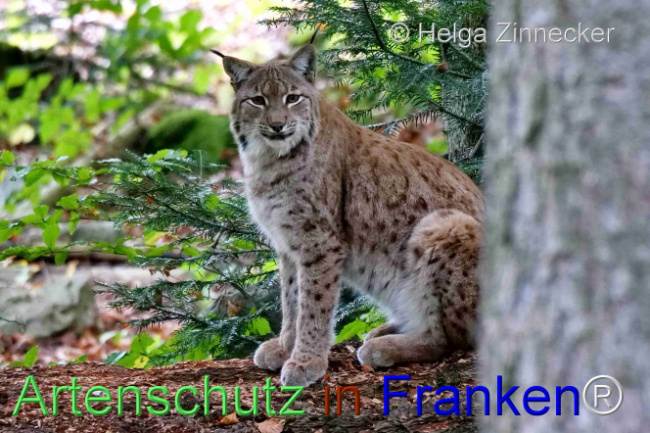© Artenschutz in Franken® / Helga Zinnecker Bild zum Eintrag (1095977-160)