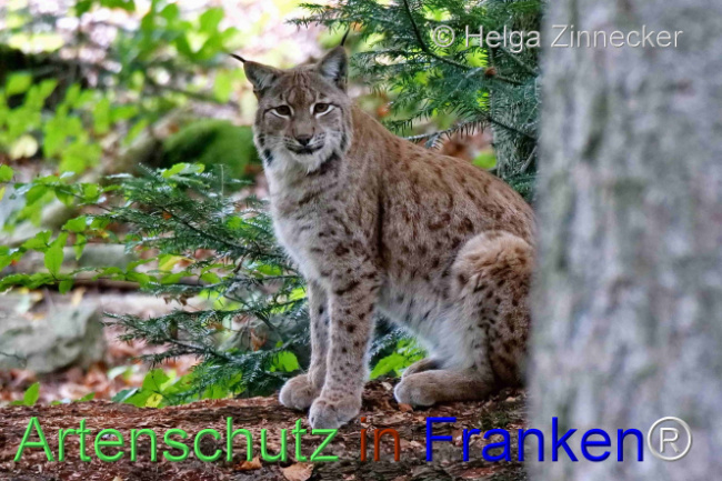 © Artenschutz in Franken® / Helga Zinnecker Bild zum Eintrag (1095978-160)