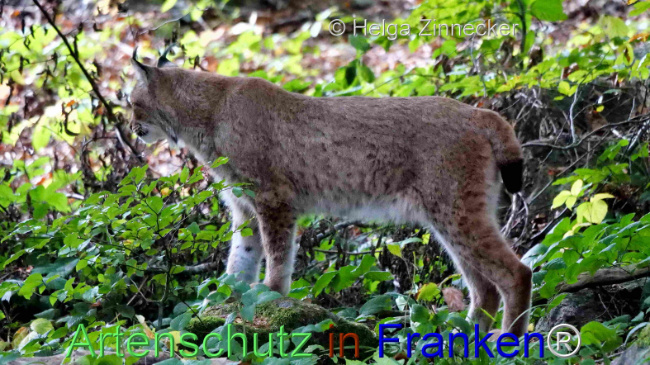 © Artenschutz in Franken® / Helga Zinnecker Bild zum Eintrag (1095980-160)