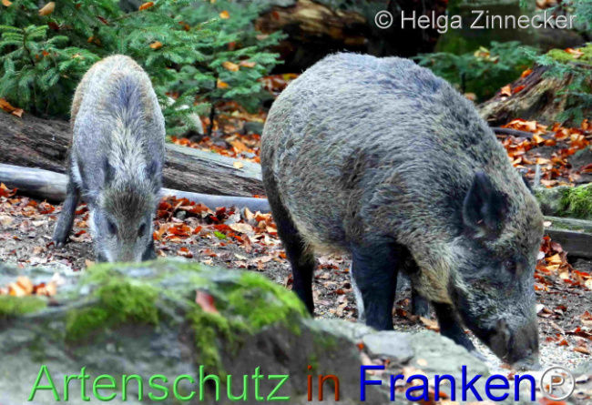 © Artenschutz in Franken® / Helga Zinnecker Bild zum Eintrag (1096053-160)