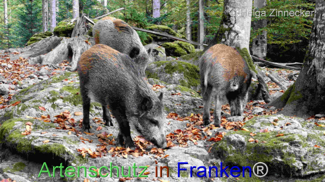 © Artenschutz in Franken® / Helga Zinnecker Bild zum Eintrag (1096055-160)