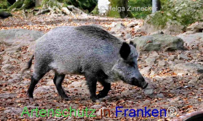 © Artenschutz in Franken® / Helga Zinnecker Bild zum Eintrag (1096056-160)