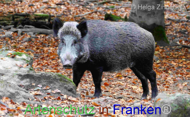 © Artenschutz in Franken® / Helga Zinnecker Bild zum Eintrag (1096057-160)