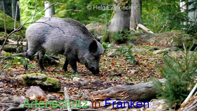 © Artenschutz in Franken® / Helga Zinnecker Bild zum Eintrag (1096059-160)