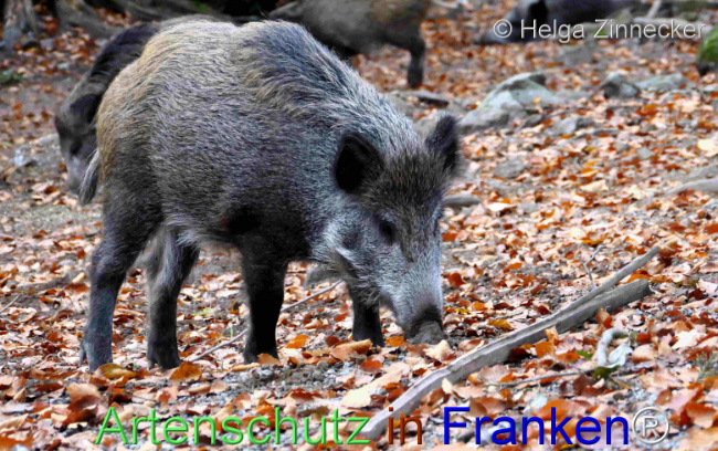 © Artenschutz in Franken® / Helga Zinnecker Bild zum Eintrag (1096060-160)