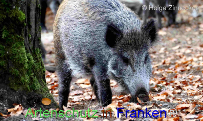© Artenschutz in Franken® / Helga Zinnecker Bild zum Eintrag (1096061-160)