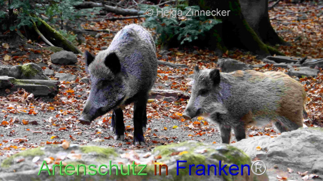 © Artenschutz in Franken® / Helga Zinnecker Bild zum Eintrag (1096068-160)