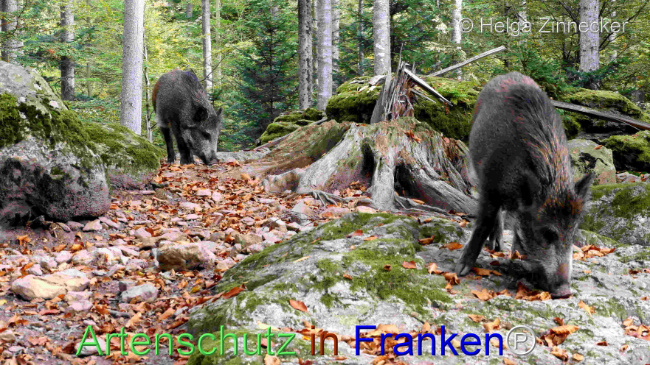 © Artenschutz in Franken® / Helga Zinnecker Bild zum Eintrag (1096069-160)