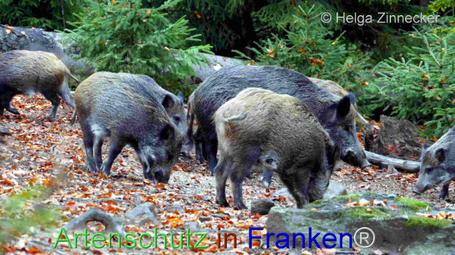 © Artenschutz in Franken® / Helga Zinnecker Bild zum Eintrag (1096075-160)