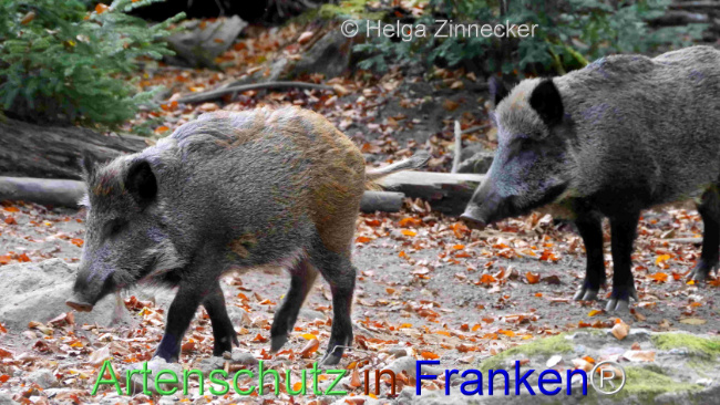 © Artenschutz in Franken® / Helga Zinnecker Bild zum Eintrag (1096076-160)