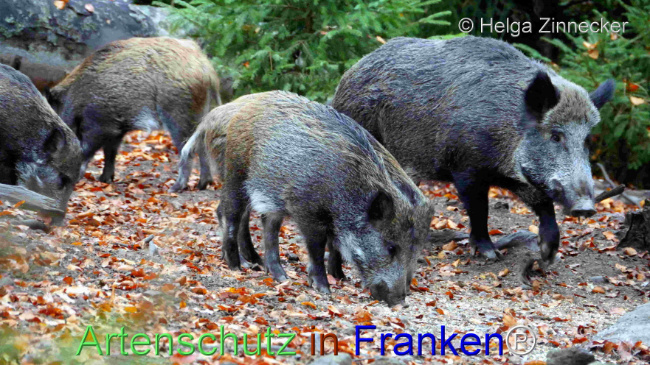 © Artenschutz in Franken® / Helga Zinnecker Bild zum Eintrag (1096077-160)