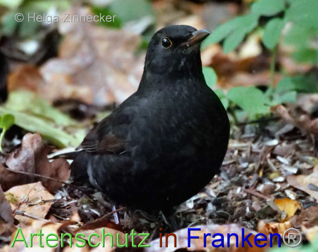 © Artenschutz in Franken® / Helga Zinnecker Bild zum Eintrag (1096154-160)
