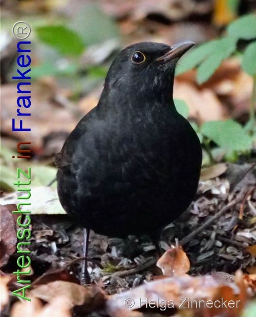© Artenschutz in Franken® / Helga Zinnecker Bild zum Eintrag (1096155-160)