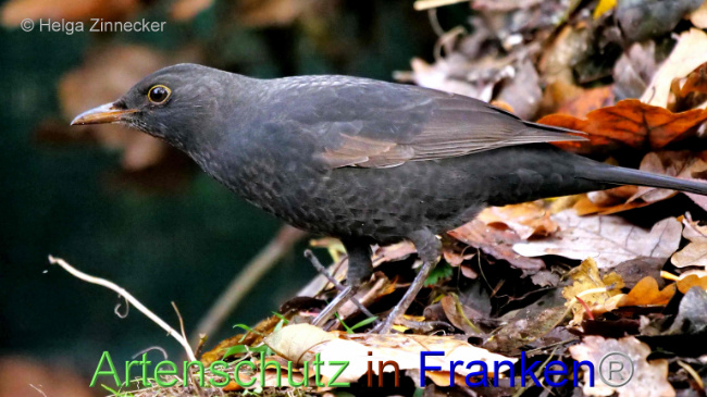 © Artenschutz in Franken® / Helga Zinnecker Bild zum Eintrag (1096156-160)