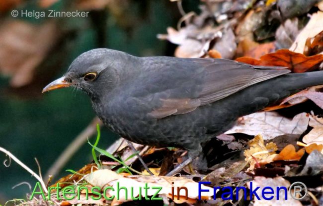 © Artenschutz in Franken® / Helga Zinnecker Bild zum Eintrag (1096157-160)