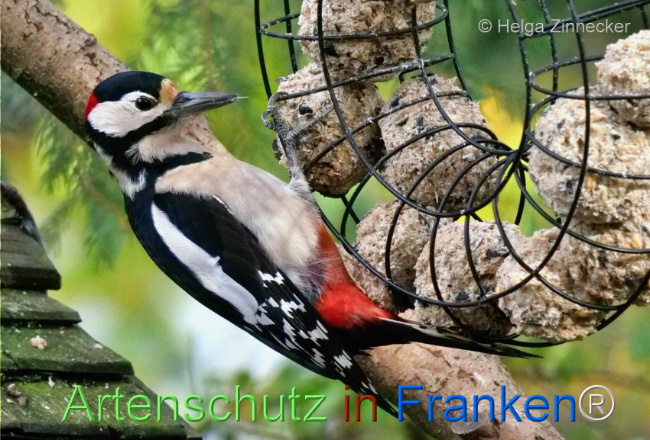 © Artenschutz in Franken® / Helga Zinnecker Bild zum Eintrag (1096207-160)