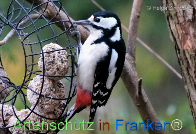 © Artenschutz in Franken® / Helga Zinnecker Bild zum Eintrag (1096208-160)
