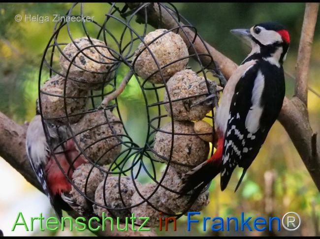 © Artenschutz in Franken® / Helga Zinnecker Bild zum Eintrag (1096209-160)