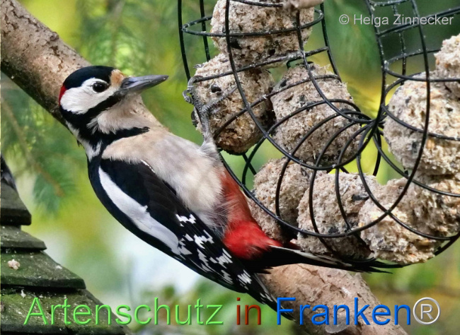 © Artenschutz in Franken® / Helga Zinnecker Bild zum Eintrag (1096211-160)