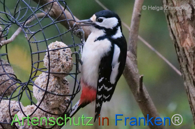 © Artenschutz in Franken® / Helga Zinnecker Bild zum Eintrag (1096212-160)