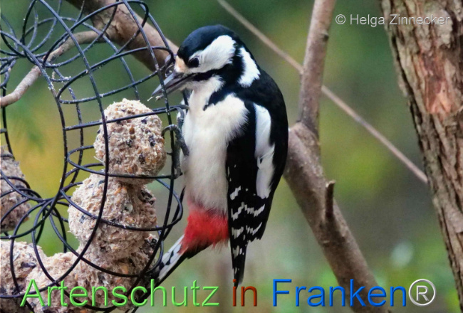 © Artenschutz in Franken® / Helga Zinnecker Bild zum Eintrag (1096213-160)