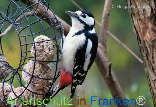 © Artenschutz in Franken® / Helga Zinnecker Bild zum Eintrag (1096215-160)