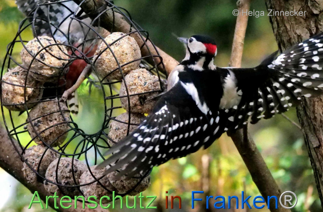 © Artenschutz in Franken® / Helga Zinnecker Bild zum Eintrag (1096216-160)