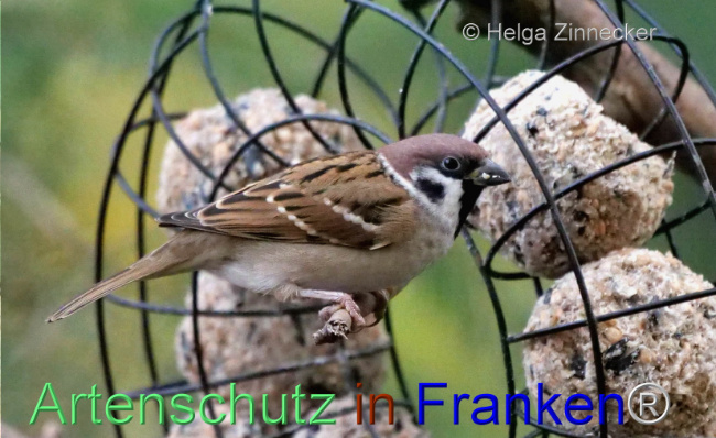 © Artenschutz in Franken® / Helga Zinnecker Bild zum Eintrag (1096277-160)