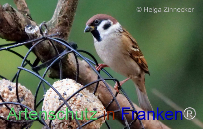 © Artenschutz in Franken® / Helga Zinnecker Bild zum Eintrag (1096278-160)