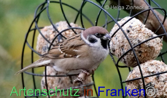 © Artenschutz in Franken® / Helga Zinnecker Bild zum Eintrag (1096280-160)