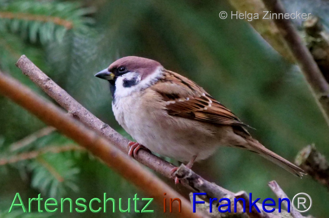 © Artenschutz in Franken® / Helga Zinnecker Bild zum Eintrag (1096281-160)