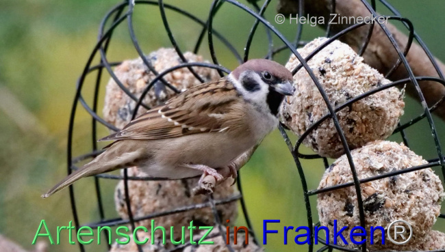 © Artenschutz in Franken® / Helga Zinnecker Bild zum Eintrag (1096282-160)