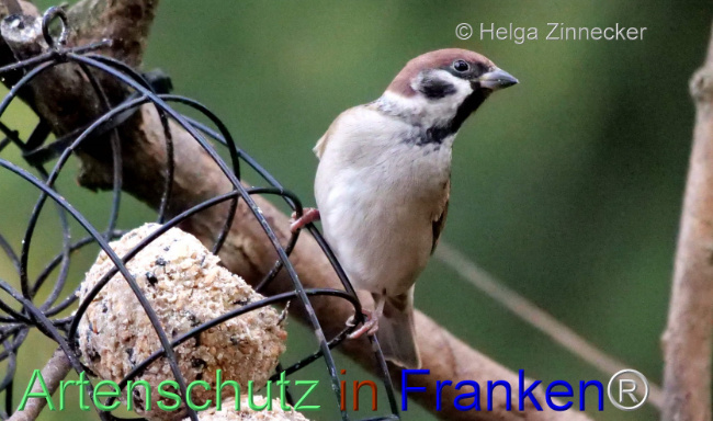 © Artenschutz in Franken® / Helga Zinnecker Bild zum Eintrag (1096285-160)