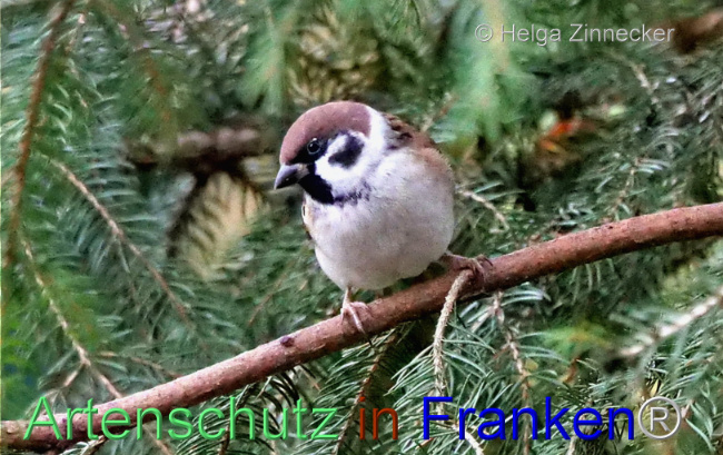 © Artenschutz in Franken® / Helga Zinnecker Bild zum Eintrag (1096286-160)