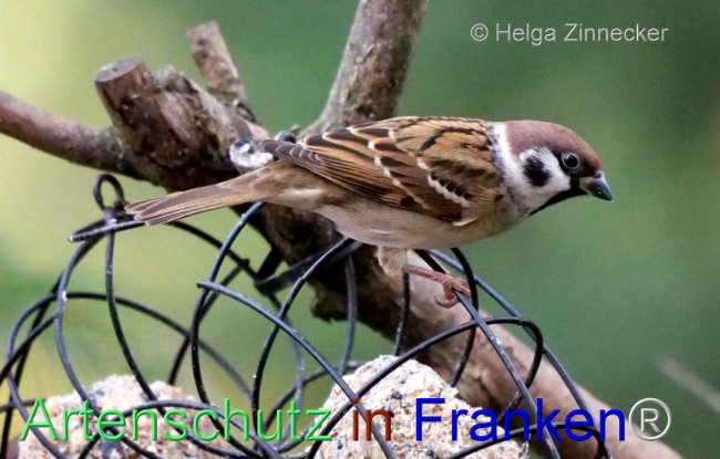 © Artenschutz in Franken® / Helga Zinnecker Bild zum Eintrag (1096287-160)