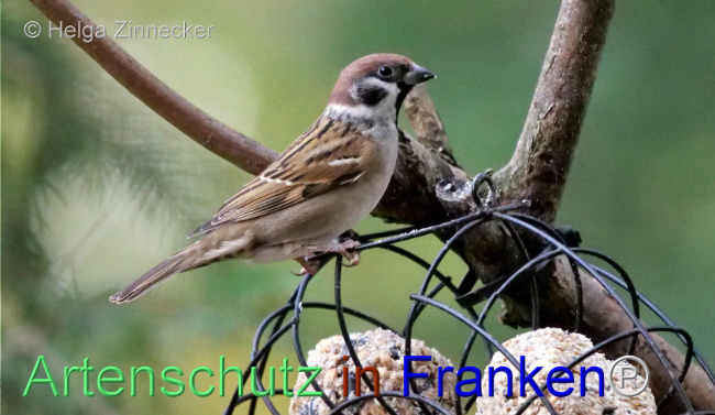 © Artenschutz in Franken® / Helga Zinnecker Bild zum Eintrag (1096289-160)