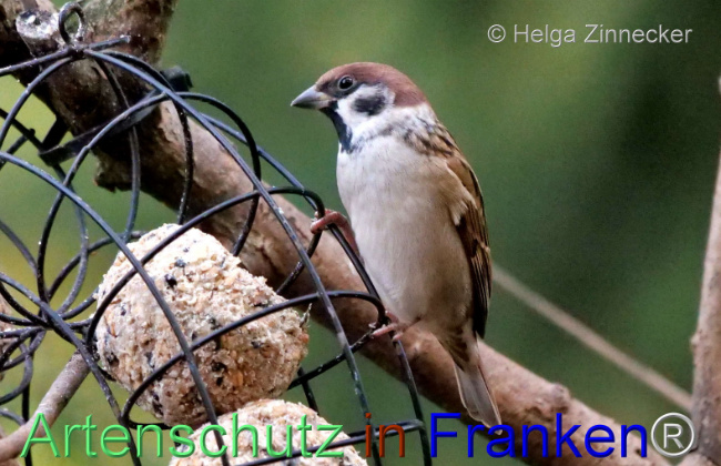 © Artenschutz in Franken® / Helga Zinnecker Bild zum Eintrag (1096290-160)
