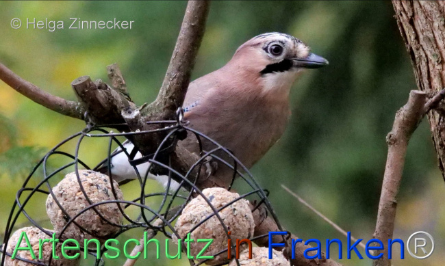 © Artenschutz in Franken® / Helga Zinnecker Bild zum Eintrag (1096416-160)