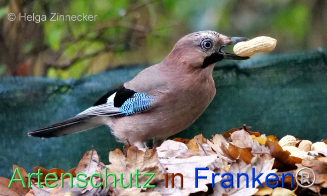 © Artenschutz in Franken® / Helga Zinnecker Bild zum Eintrag (1096417-160)