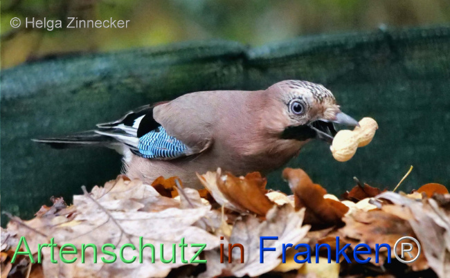 © Artenschutz in Franken® / Helga Zinnecker Bild zum Eintrag (1096418-160)