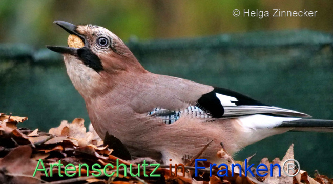 © Artenschutz in Franken® / Helga Zinnecker Bild zum Eintrag (1096441-160)