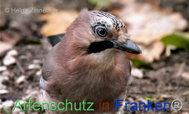 © Artenschutz in Franken® / Helga Zinnecker Bild zum Eintrag (1096442-160)