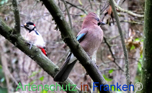 © Artenschutz in Franken® / Helga Zinnecker Bild zum Eintrag (1096443-160)