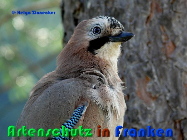 Copyright AiS Helga Zinnecker Bild zum Eintrag (1096445-160)