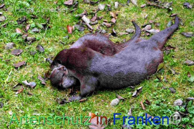 © Artenschutz in Franken® / Helga Zinnecker Bild zum Eintrag (1096498-160)