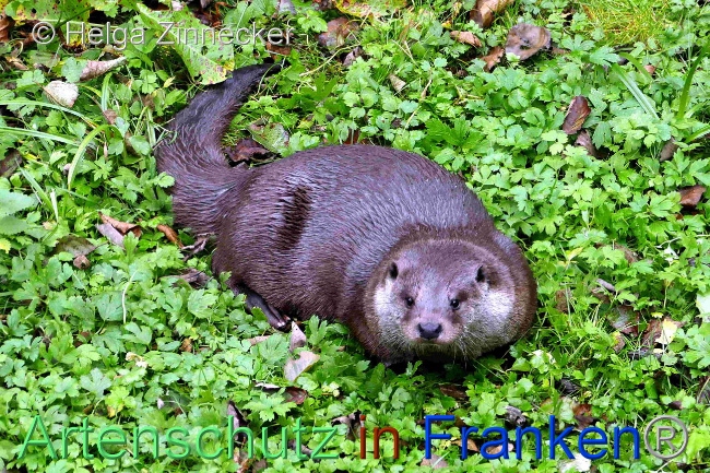 © Artenschutz in Franken® / Helga Zinnecker Bild zum Eintrag (1096500-160)