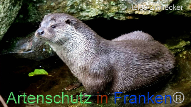 © Artenschutz in Franken® / Helga Zinnecker Bild zum Eintrag (1096501-160)