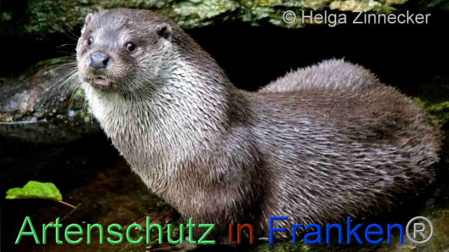© Artenschutz in Franken® / Helga Zinnecker Bild zum Eintrag (1096502-160)