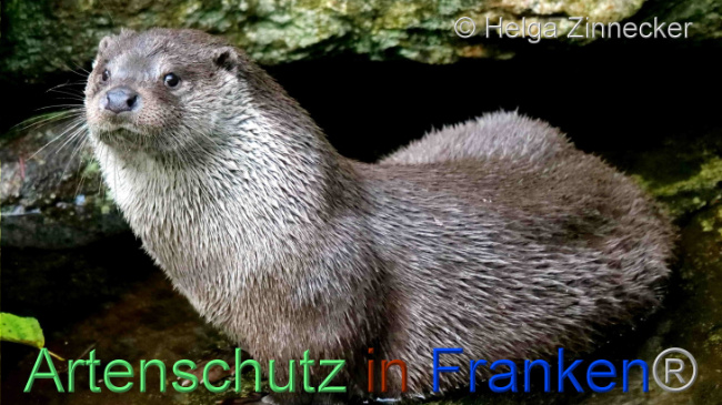 © Artenschutz in Franken® / Helga Zinnecker Bild zum Eintrag (1096504-160)