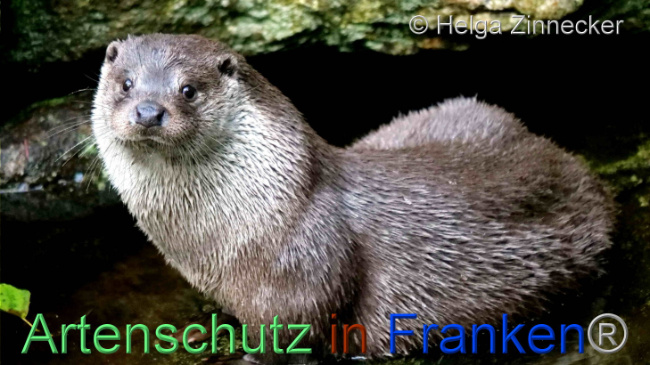 © Artenschutz in Franken® / Helga Zinnecker Bild zum Eintrag (1096505-160)